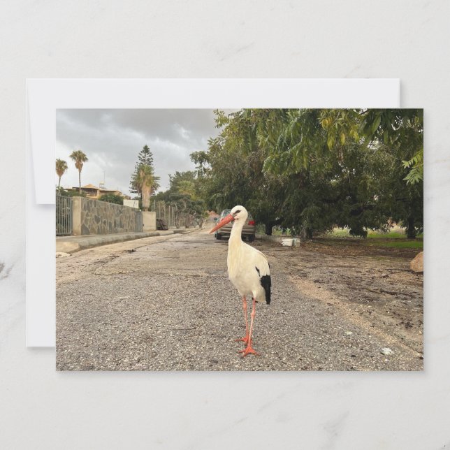 Portrait of a Stork Holiday Card (Front)
