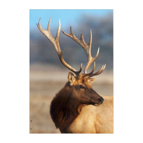 Portrait of a Stunning Bull Elk Acrylic Print