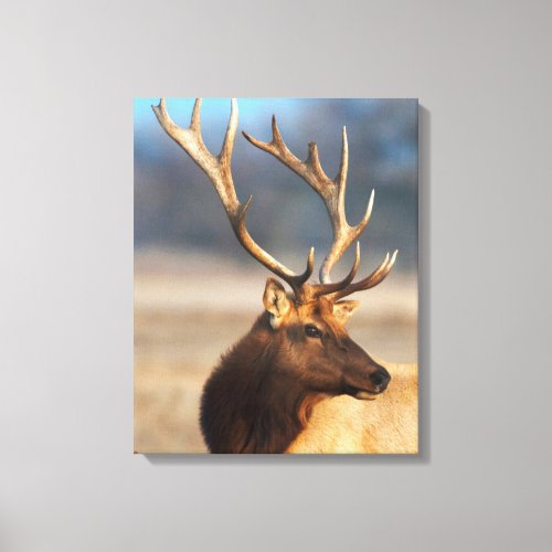 Portrait of a Stunning Bull Elk Canvas Print