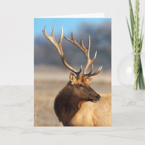 Portrait of a Stunning Bull Elk Card