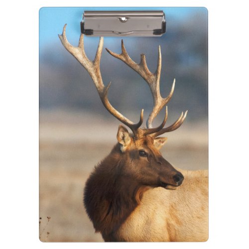 Portrait of a stunning bull elk clipboard