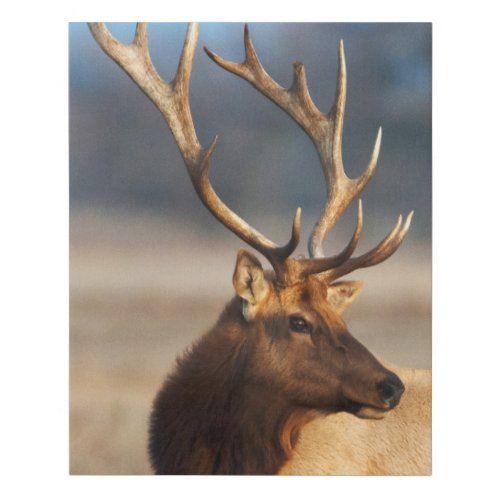 Portrait of a Stunning Bull Elk Faux Canvas Print