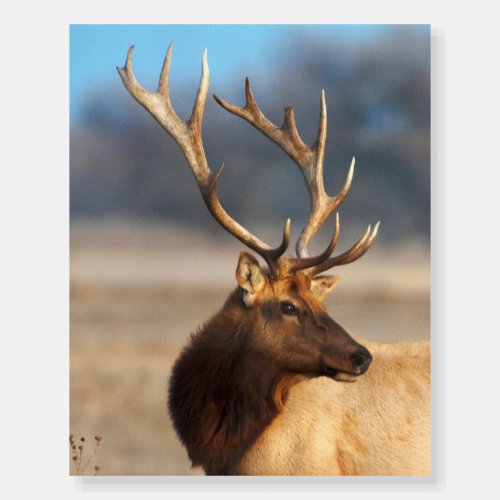 Portrait of a Stunning Bull Elk Foam Board