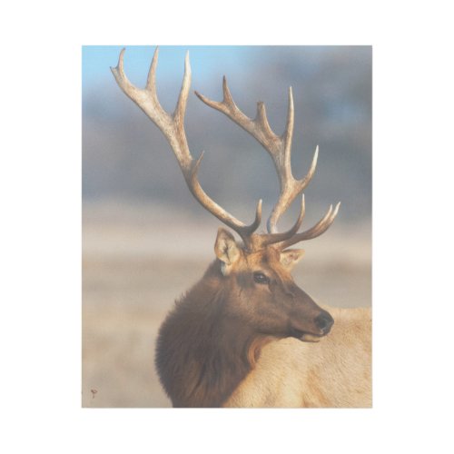 Portrait of a Stunning Bull Elk Gallery Wrap