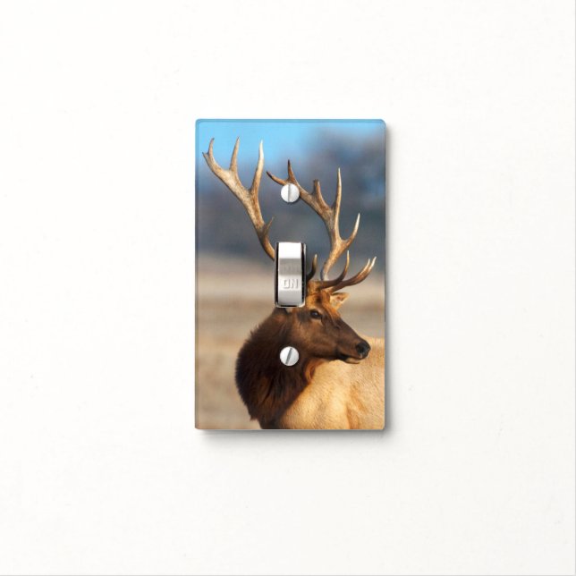 Portrait of a stunning bull elk light switch cover (In Situ)