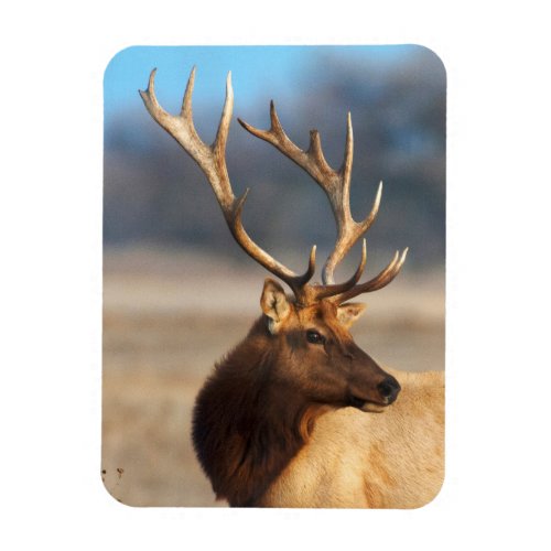 Portrait of a stunning bull elk magnet
