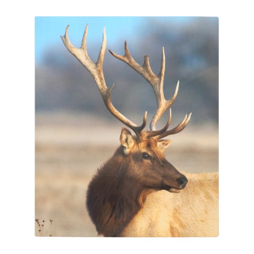 Portrait of a Stunning Bull Elk Metal Print