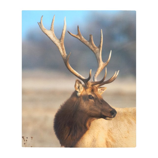 Portrait of a Stunning Bull Elk Metal Print (Front)