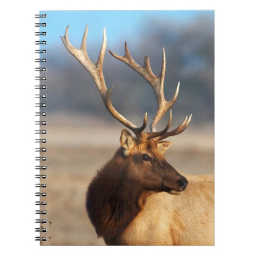 Portrait of a Stunning Bull Elk Notebook