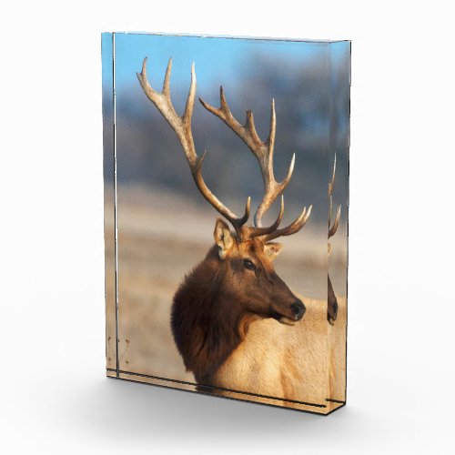 Portrait of a Stunning Bull Elk Photo Block