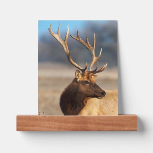 Portrait of a Stunning Bull Elk Picture Ledge