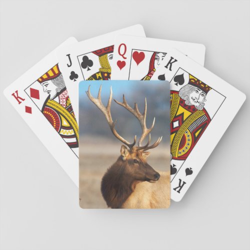 Portrait of a stunning bull elk playing cards