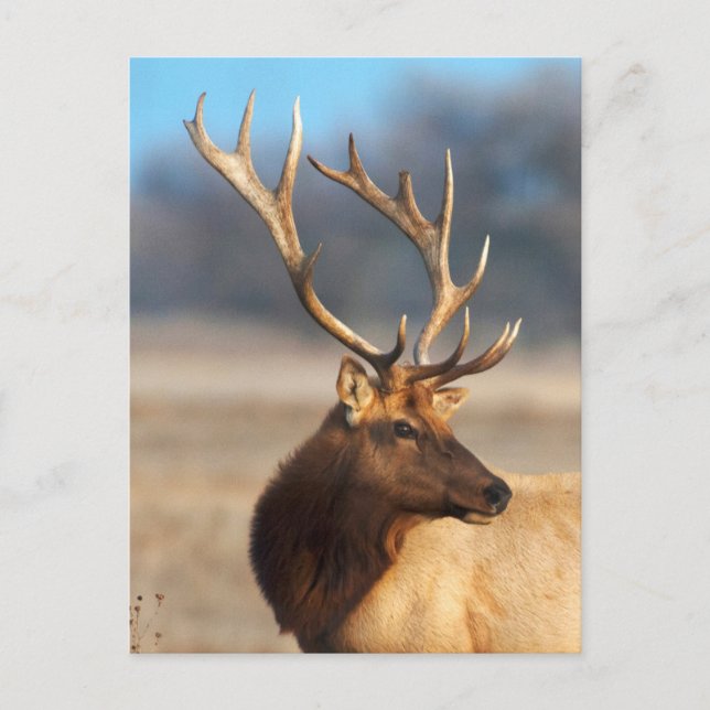 Portrait of a Stunning Bull Elk Postcard (Front)