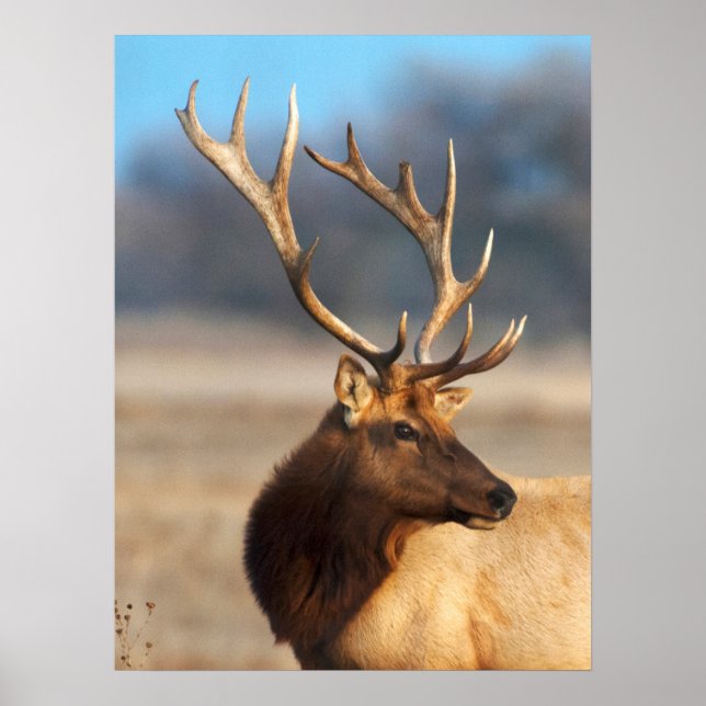 Portrait of a Stunning Bull Elk Poster (Front)