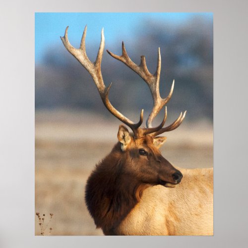 Portrait of a stunning bull elk poster