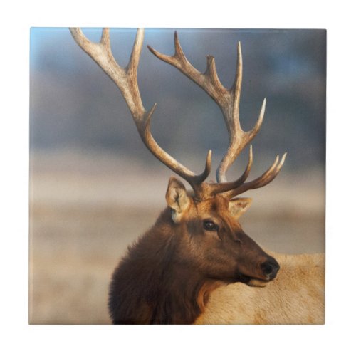 Portrait of a stunning bull elk tile