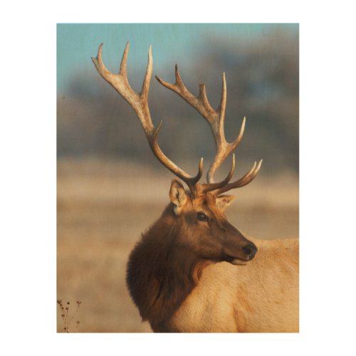 Portrait of a Stunning Bull Elk Wood Wall Art