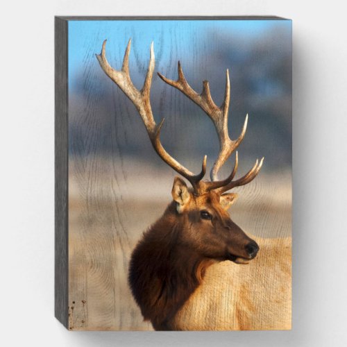 Portrait of a Stunning Bull Elk Wooden Box Sign