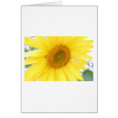 Portrait of a Sunflower (Front)