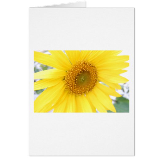 Portrait of a Sunflower Cards (Front)