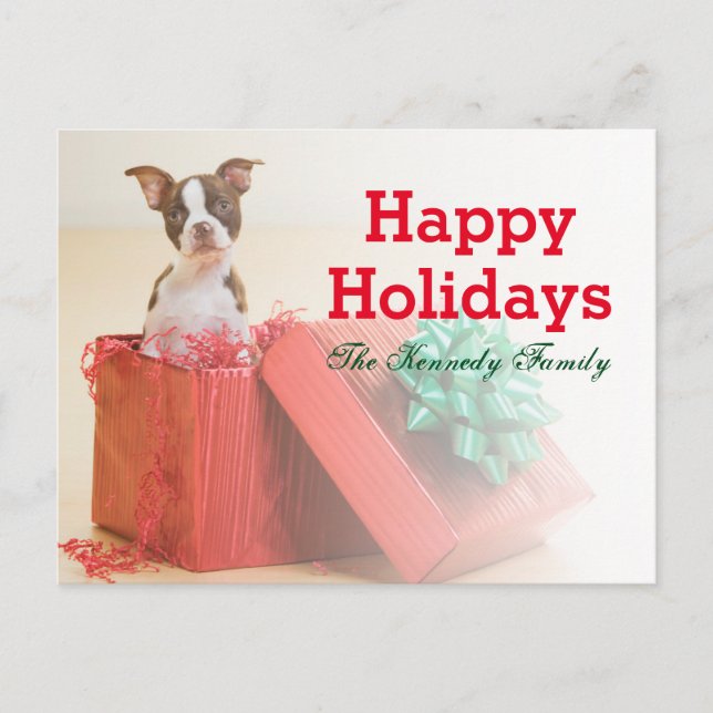 Portrait of a white and brown Boston Terrier Holiday Postcard (Front)