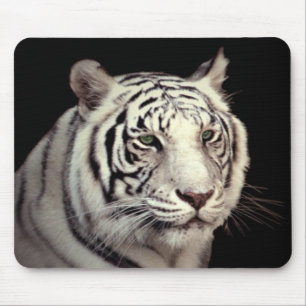 Portrait of a White Bengal Tiger Mouse Pad