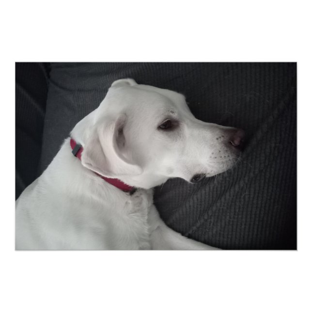 Portrait of a White Dog Traditional and Classic Poster (Front)
