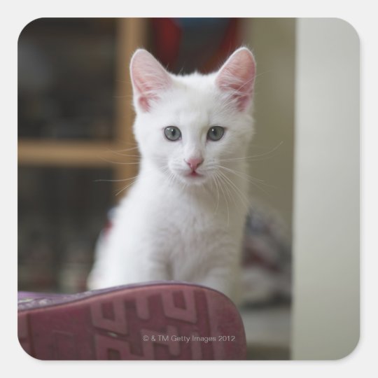 Portrait of a white kitten, Sweden. Square Sticker
