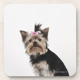 Portrait of a Yorkshire Terrier dog Beverage Coaster