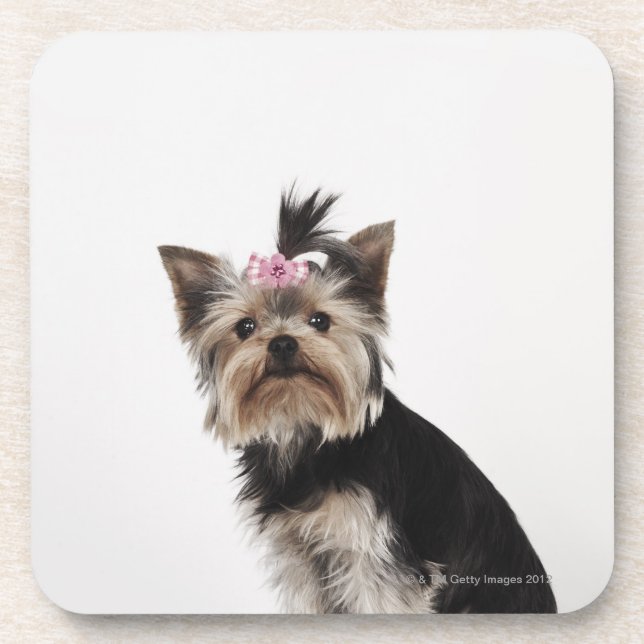 Portrait of a Yorkshire Terrier dog Beverage Coaster (Front)