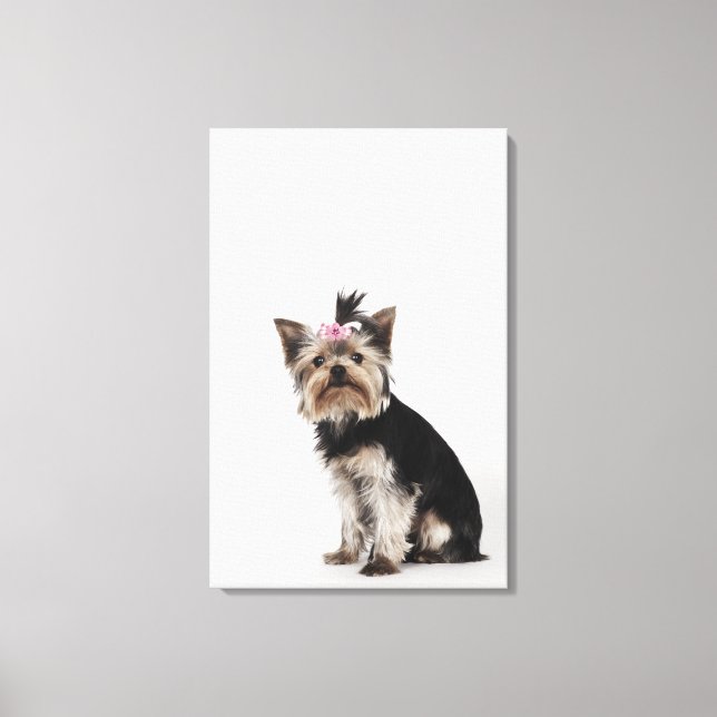 Portrait of a Yorkshire Terrier dog Canvas Print (Front)