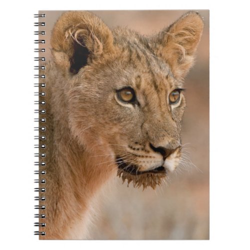 Portrait Of A Young Male Lion Panthera Leo Notebook