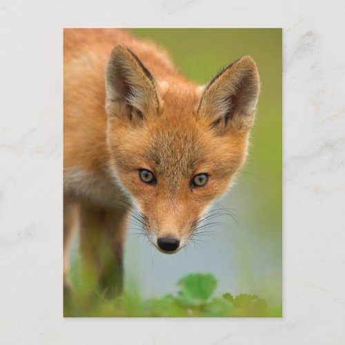 Portrait of a Young Red Fox Postcard