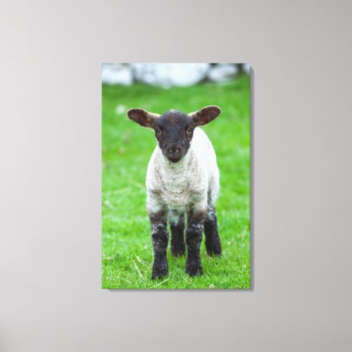 Portrait of a Young Shetland Sheep Canvas Print