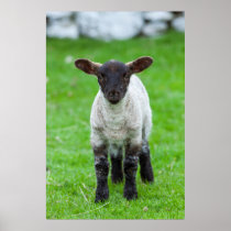 Portrait of a Young Shetland Sheep Poster