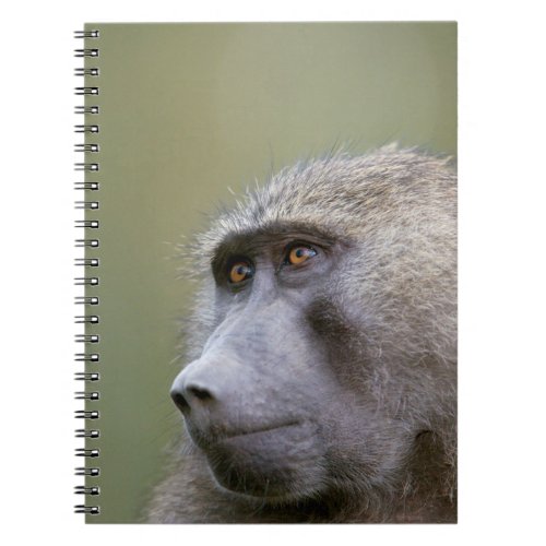 Portrait of adult Olive baboon Papio anubis Notebook