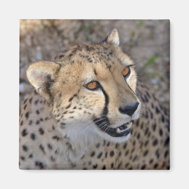 Portrait of African Cheetah Magnet (Front)