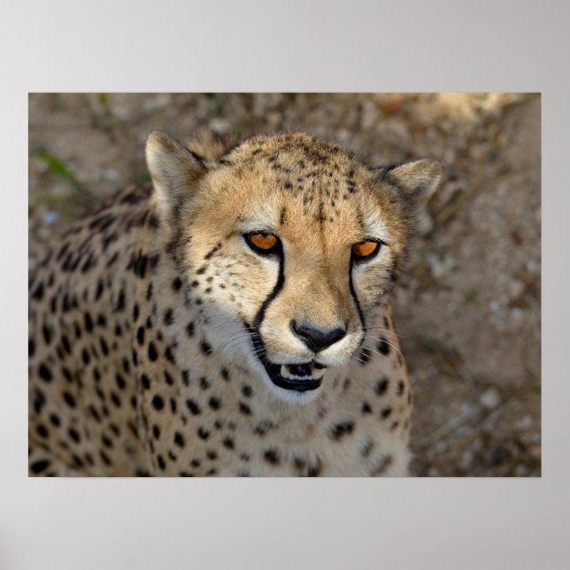 Portrait of African Cheetah  Poster (Front)