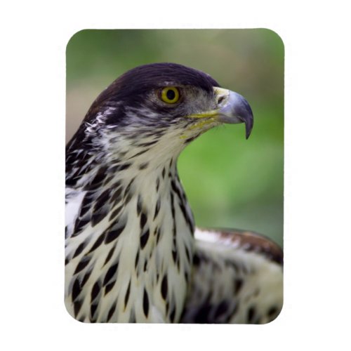 Portrait Of African Hawk Eagle Magnet