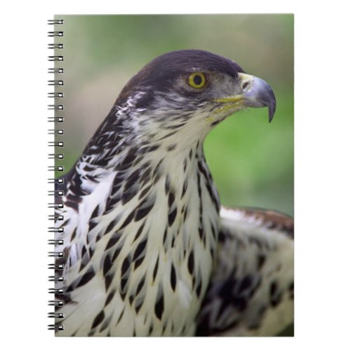 Portrait Of African Hawk Eagle Notebook