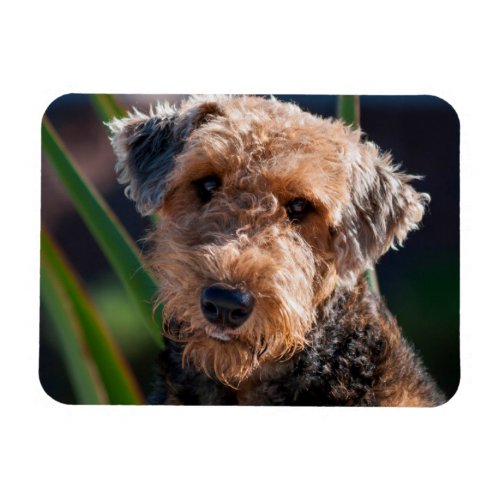 Portrait of an Airedale Terrier 1 Magnet