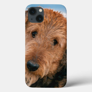 Portrait of an Airedale Terrier 2 iPhone 13 Case
