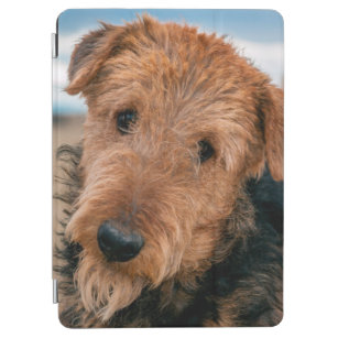 Portrait of an Airedale Terrier 2 iPad Air Cover