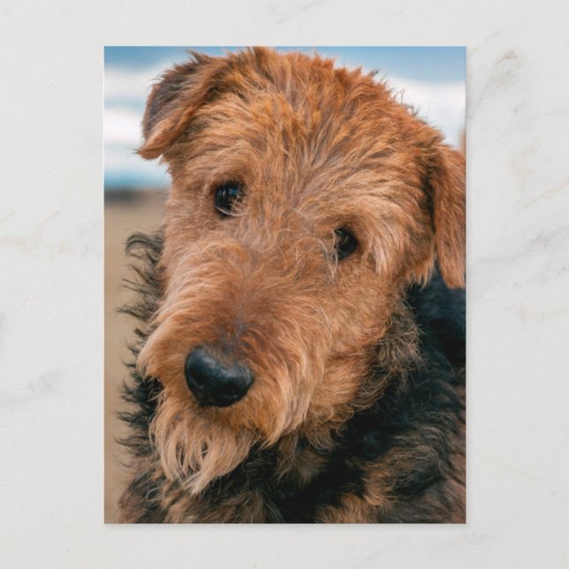 Portrait of an Airedale Terrier Postcard (Front)