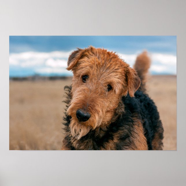 Portrait of an Airedale Terrier Poster (Front)