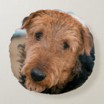 Portrait of an Airedale Terrier Round Pillow<br><div class="desc">Portrait of an Airedale Terrier (MR & PR). | Zandria Muench Beraldo / DanitaDelimont.com</div>