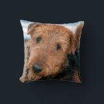 Portrait of an Airedale Terrier Throw Pillow<br><div class="desc">Portrait of an Airedale Terrier (MR & PR). | Zandria Muench Beraldo / DanitaDelimont.com</div>