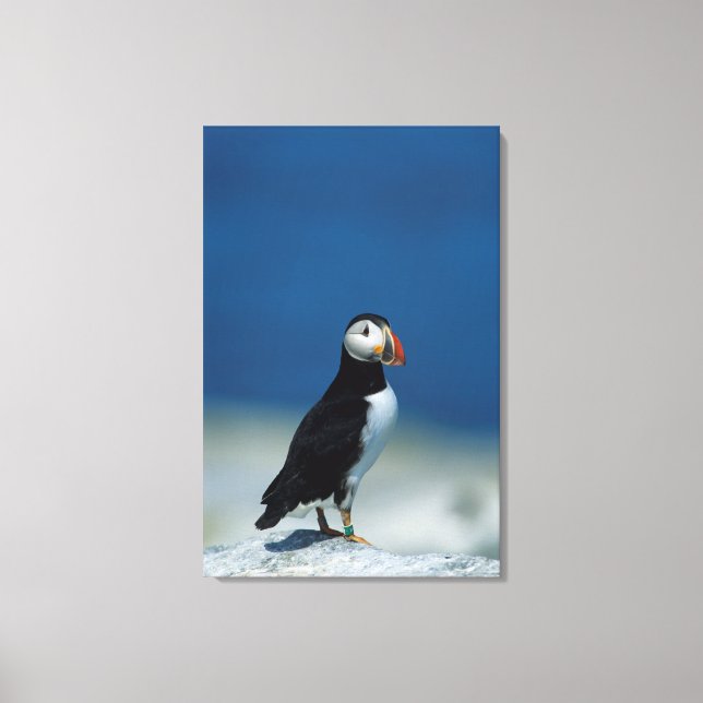 Portrait of an Atlantic Puffin Canvas Print (Front)