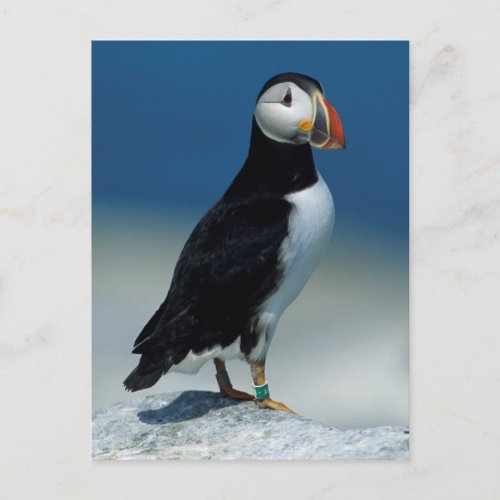 Portrait of an Atlantic Puffin Postcard