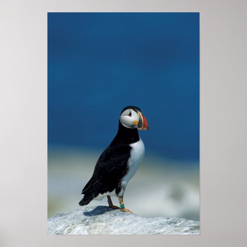 Portrait of an Atlantic Puffin Poster